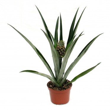 Ananus 'Pineapple Plant'