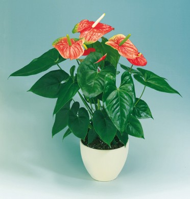 Anthurium 'Flamingo Flower Orange Florida'