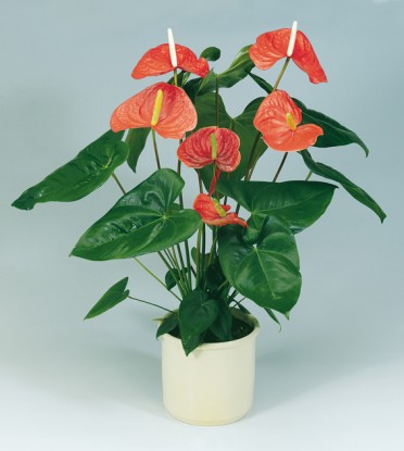 Anthurium 'Flamingo Flower Orange Mississippi'