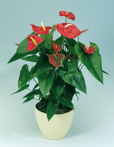 Anthurium 'Flamingo Flower Red Dakota'