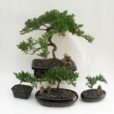 Bonsai