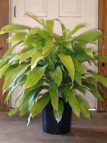 Dracaena deremensis 'Lime Light'