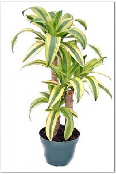 Dracaena fragrans 'Lindenii Corn Plant'