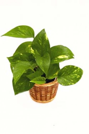 Epipremnum pinnatum 'Golden Pothos Goldiana'