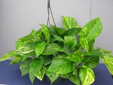 Epipremnum pinnatum 'Golden Pothos'