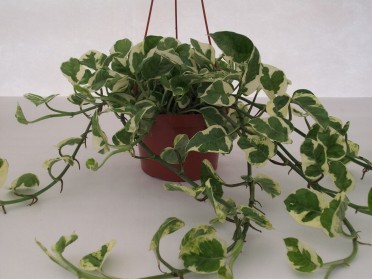 Epipremnum pinnatum 'N' Joy Pothos'