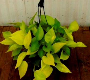 Epipremnum pinnatum 'Neon Pothos' 