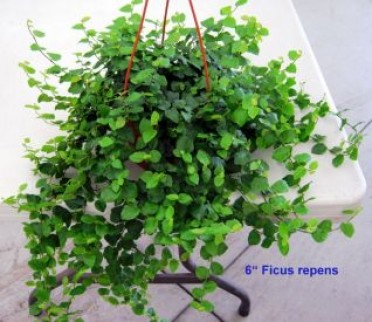 Ficus repens