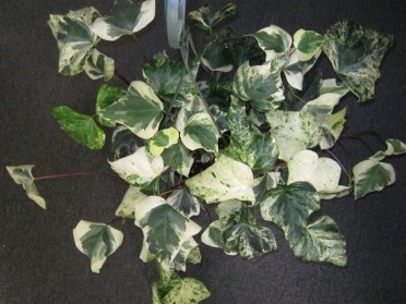 Hedera can. var. 'Gloria de Marengo Algerian Ivy'