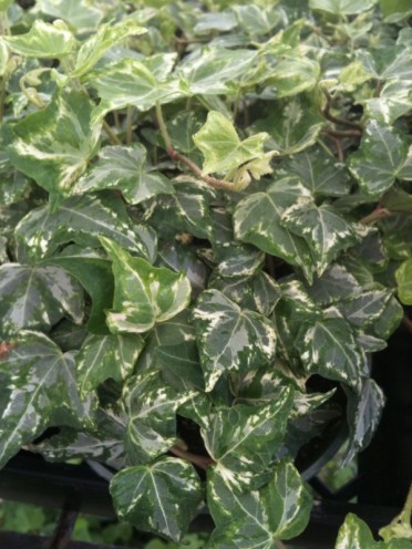 Hedera helix 'Ivy Kolibri'