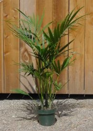 Kenita Palm