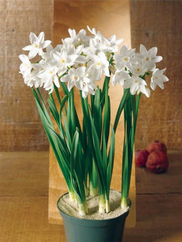 Paperwhites