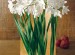 Paperwhites