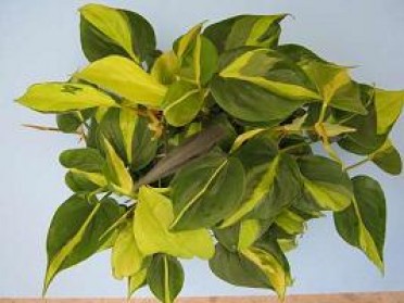 Philodendron cordatum 'Brasil'