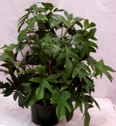 Philodendron laciniatum 'Red-Bristle'