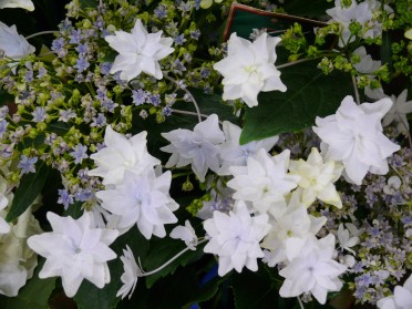 Shooting Star Hydrangea