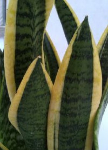 Snake Plant