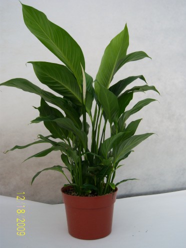 Spathiphyllum 'Peace Lily Sweet Pablo' 