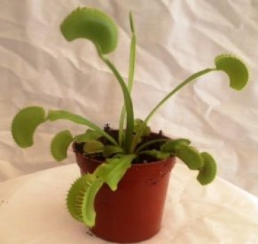 VenusFlyTrap