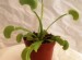 VenusFlyTrap