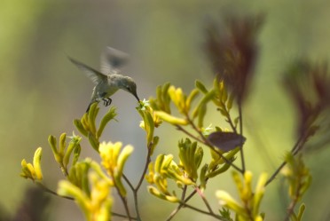 Kangaroo Paw with Hummingbird