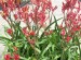 Kangaroo Paw Red