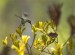 Kangaroo Paw with Hummingbird