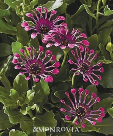 African Daisy 'Sunny Elena '