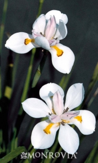 African Iris