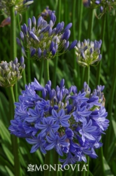 Agapanthus 'Midknight Blue?'