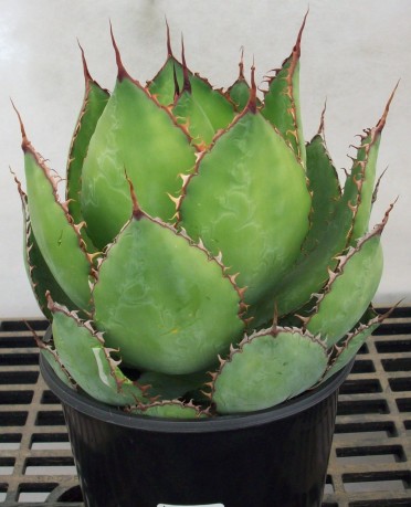 Agave bovicornuta 'Reggae Time'