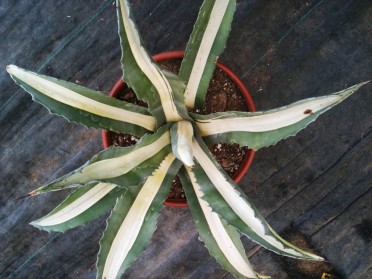 Agave americana 'Medio-picta alba'