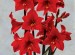 Amaryllis collection