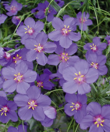 Anagallis 'Wildcat Blue'