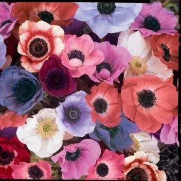 Anemone 'Mona Lisa'