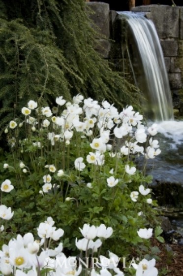 Anemone 'Snowdrop'