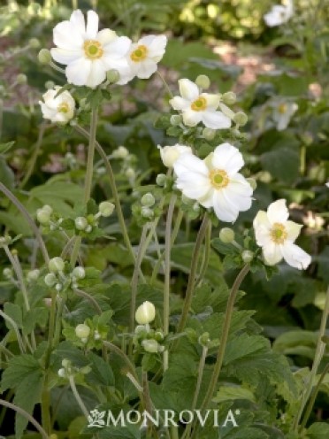 Anemone Japanese 'Andrea Atkinson'