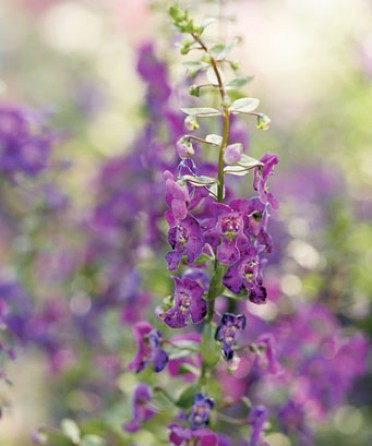 Angelonia 'Angelface Blue Bicolor'