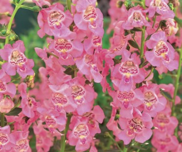 Angelonia 'Angelface Pink'