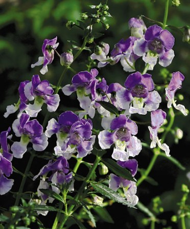 Angelonia 'Angelface Wedgewood Blue'