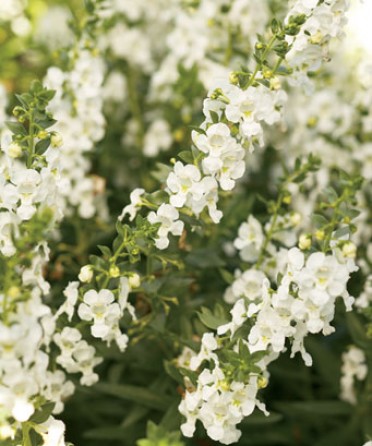 Angelonia 'Angelface White'