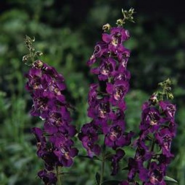 Angelonia 'AngelMist Deep Plum'