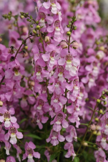 Angelonia 'AngelMist Lavender'