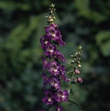 Angelonia 'AngelMist Purple'