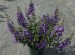 1g Angelonia Archangel Blue