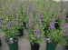 Angelonia Archangel Purple