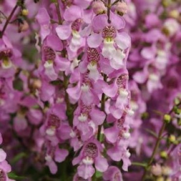 Angelonia 'Serena Lavender Pink'