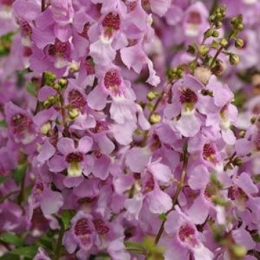 Angelonia 'Serena Lavender'