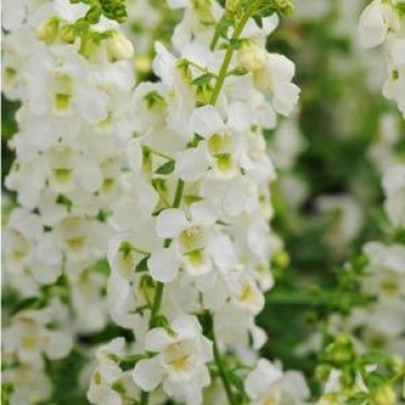 Angelonia 'Serena White'