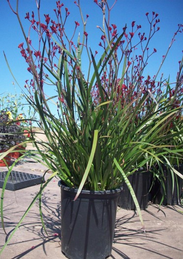 Anigozanthos 'Big Roo Red'